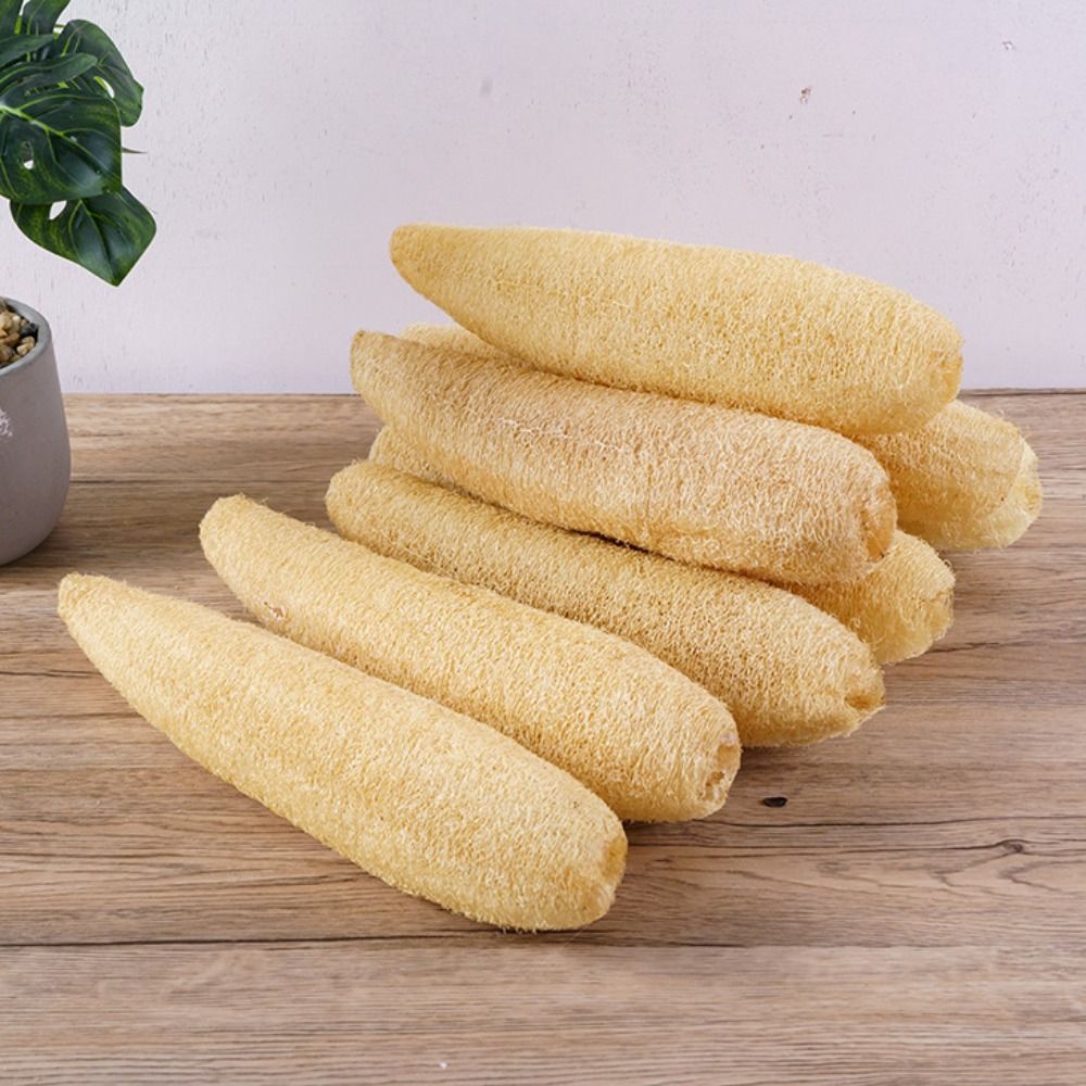 ใยบวบธรรมชาติ ฟองน้ำล้างจานแบบ - Body Loofah Natural บทวิจารณ์และราคา